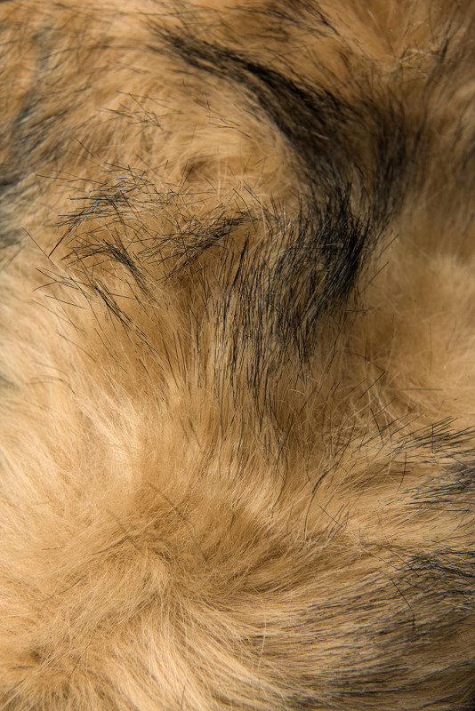 Tmavě modrá/béžová parka na období podzim/zima