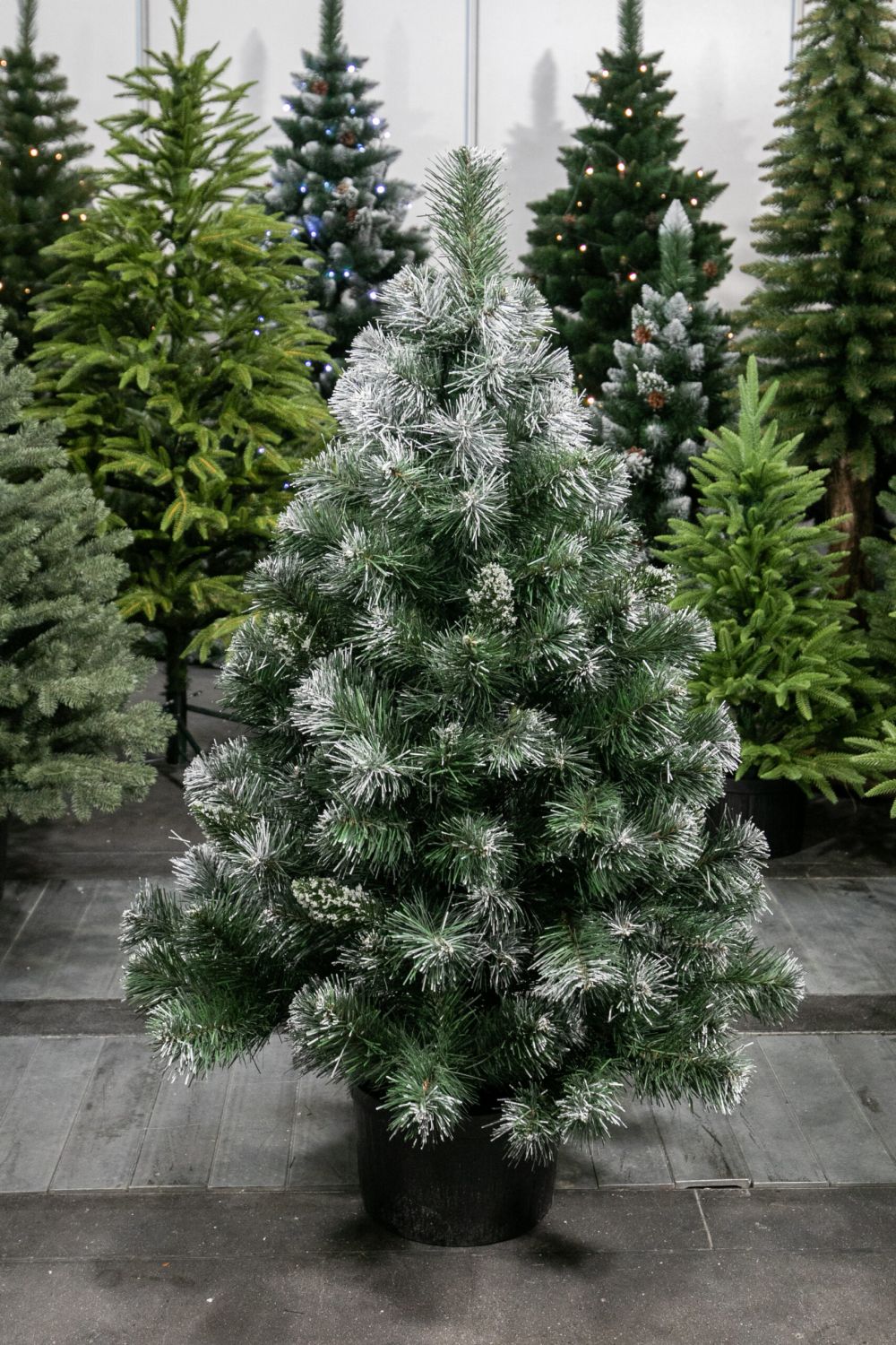 Vánoční stromek v květináči Borovice EIRA 80 cm