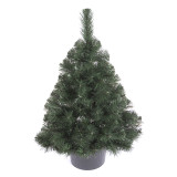 Vánoční stromek v květináči Borovice FREYA 80 cm