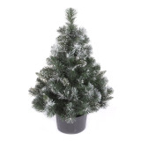 Vánoční stromek v květináči Borovice EIRA 80 cm