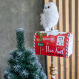 Vánoční stromek v květináči Borovice EIRA 80 cm